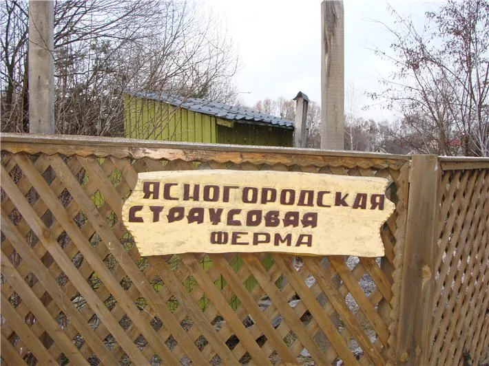 Долина страусів, Ясногородка