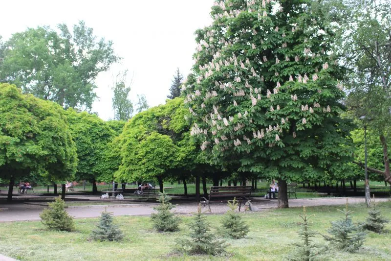 Сквер на кільці 44-го кварталу, Кривий Ріг