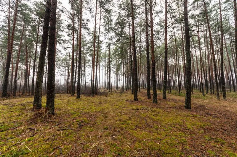 Міжрічинський регіональний ландшафтний парк
