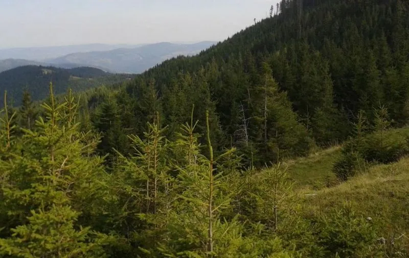 Полонина Лазок