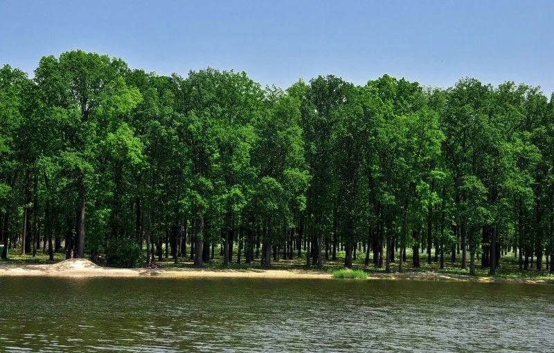 Великоанадольський ліс