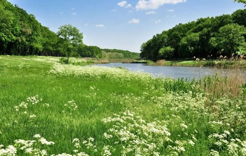 Великоанадольський ліс