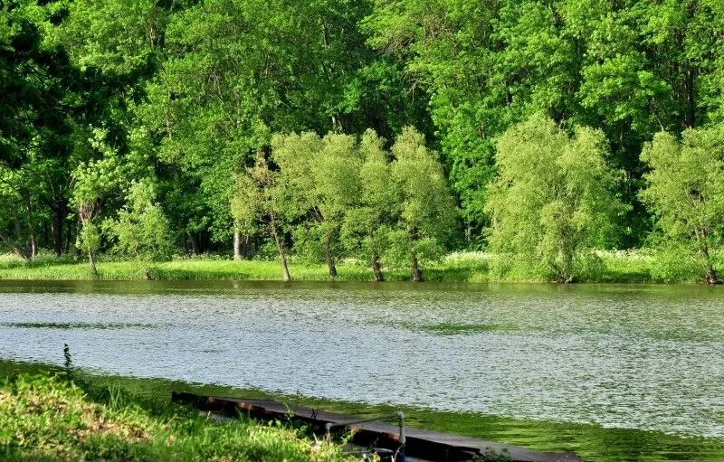 Великоанадольський ліс