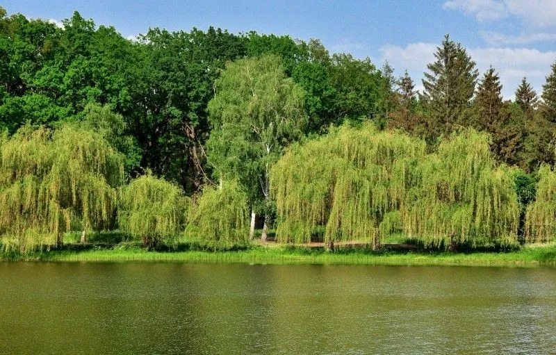Великоанадольський ліс