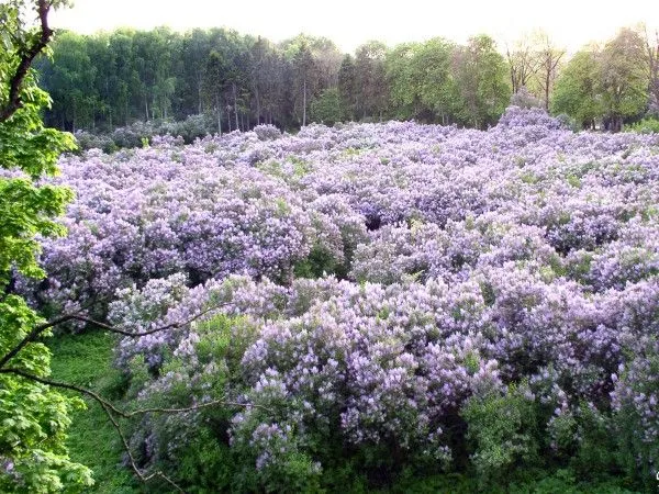 Бузковий гай, Диканька