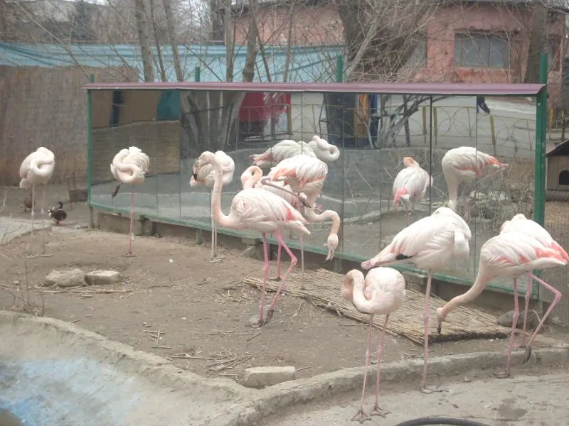 Фламінго біля дзеркала в зоопарку