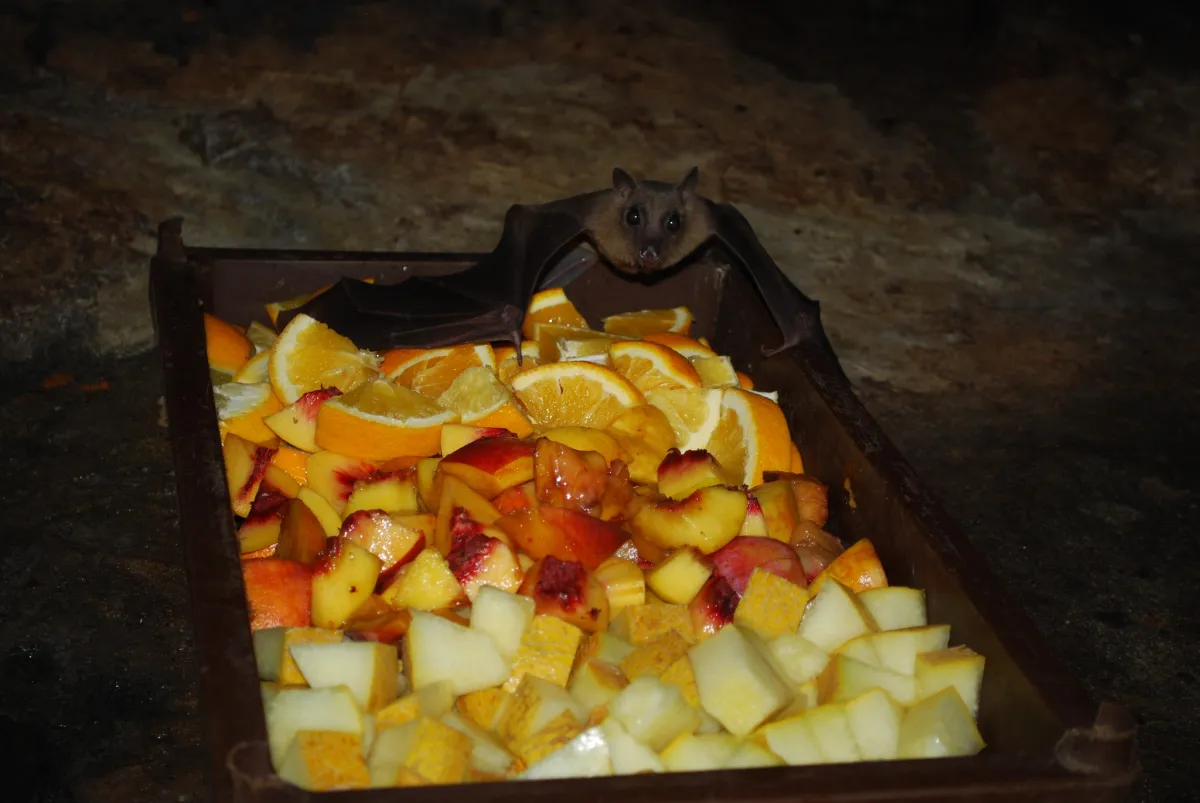 Рівненський зоопарк, Рівне