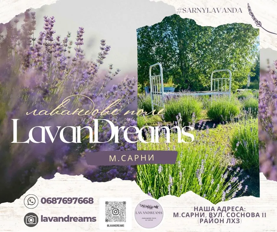 Лавандове поле LavanDreams з висоти — тисячі фіолетових кущів